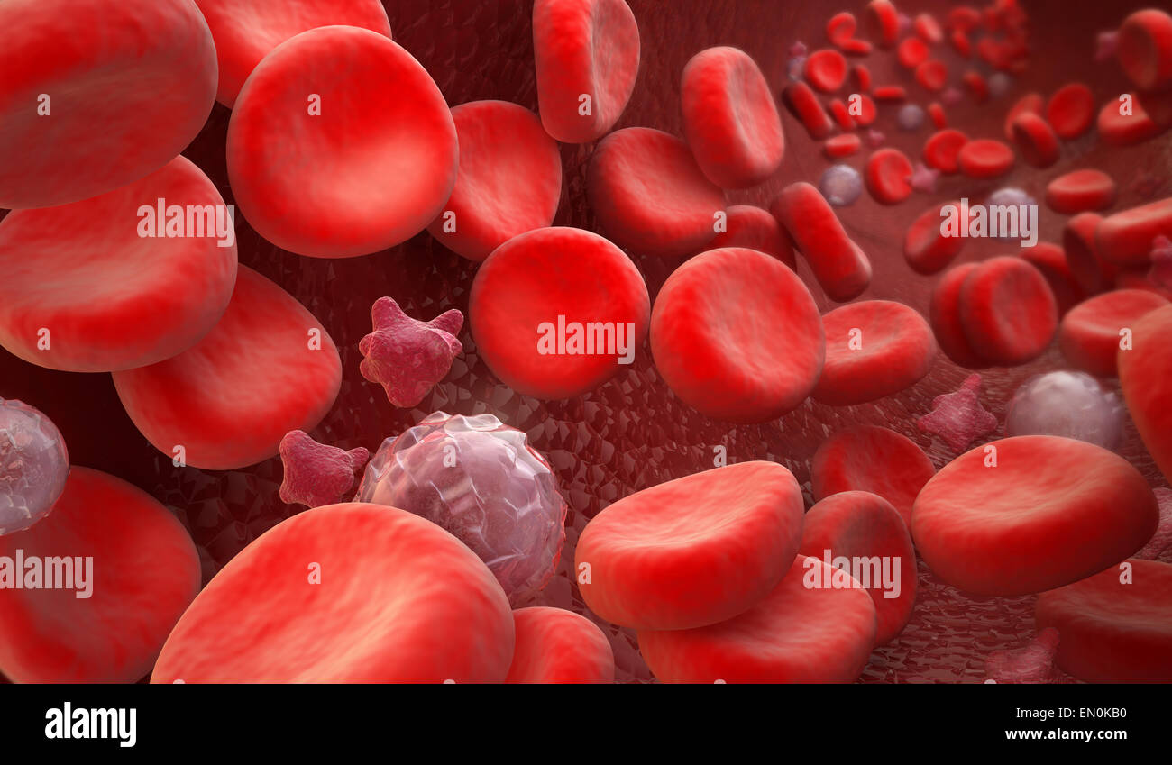 Le cellule del sangue: degli eritrociti, ecc. Foto Stock