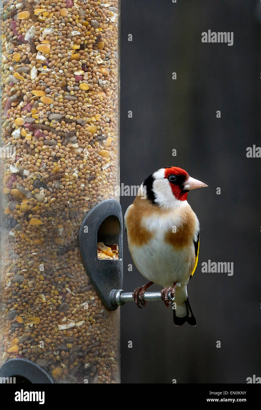 Cardellino in appoggio su un giardino sementi alimentatore, Scozia Foto Stock