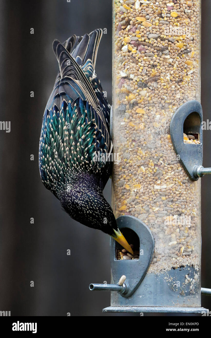 Starling su un giardino alimentatore, Scotland, Regno Unito Foto Stock