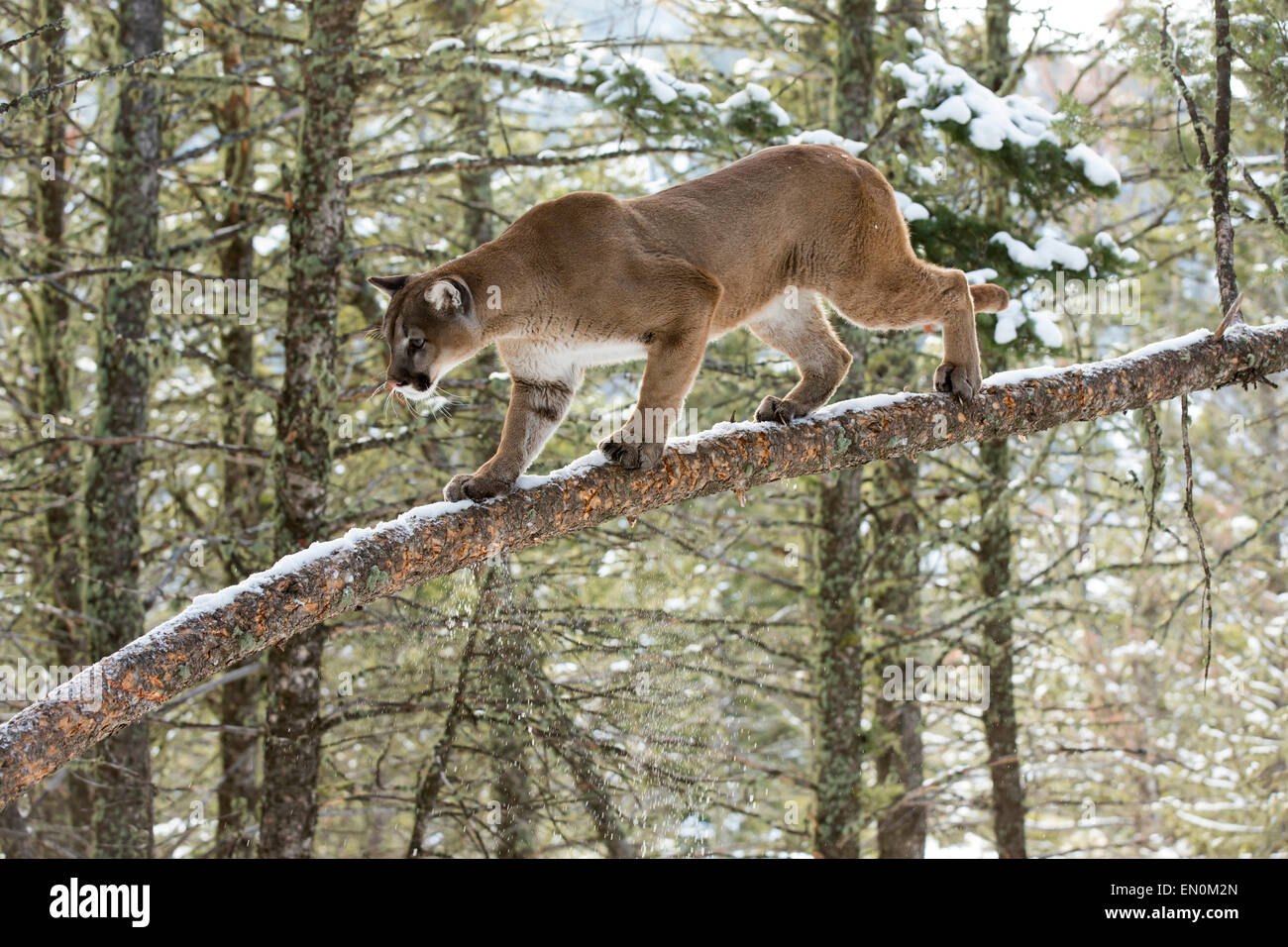 Mountain Lion (Felis concolor) su un ramo che sale su un albero Foto Stock