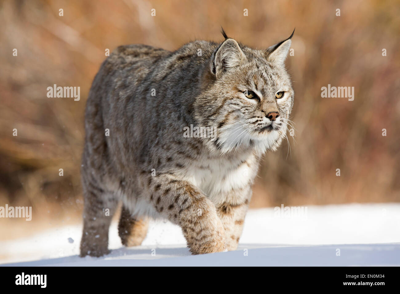 Bobcat (Felis rufus) passeggiate attraverso la neve alla ricerca di cibo Foto Stock