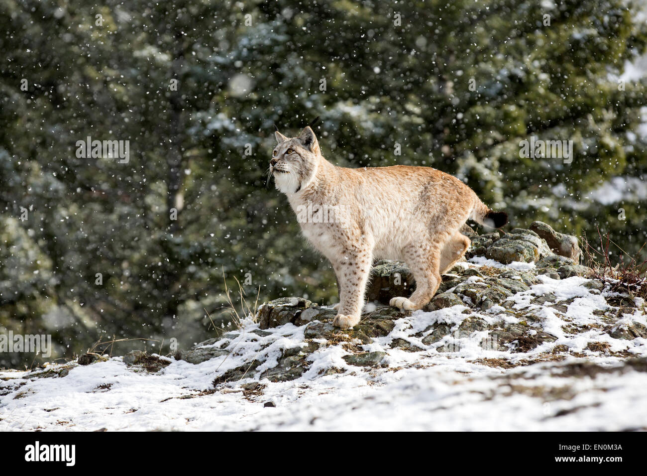 Siberiano (Lynx Lynx lynx) sul fianco della montagna, nella neve durante il periodo invernale Foto Stock
