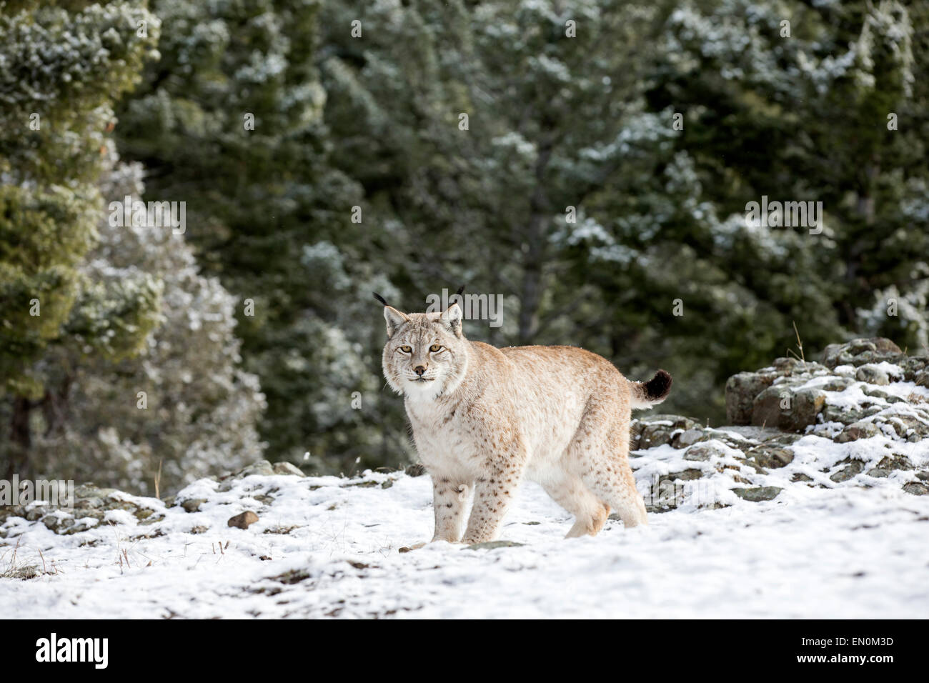 Siberiano (Lynx Lynx lynx) sul fianco della montagna, alla ricerca di cibo durante il periodo invernale Foto Stock