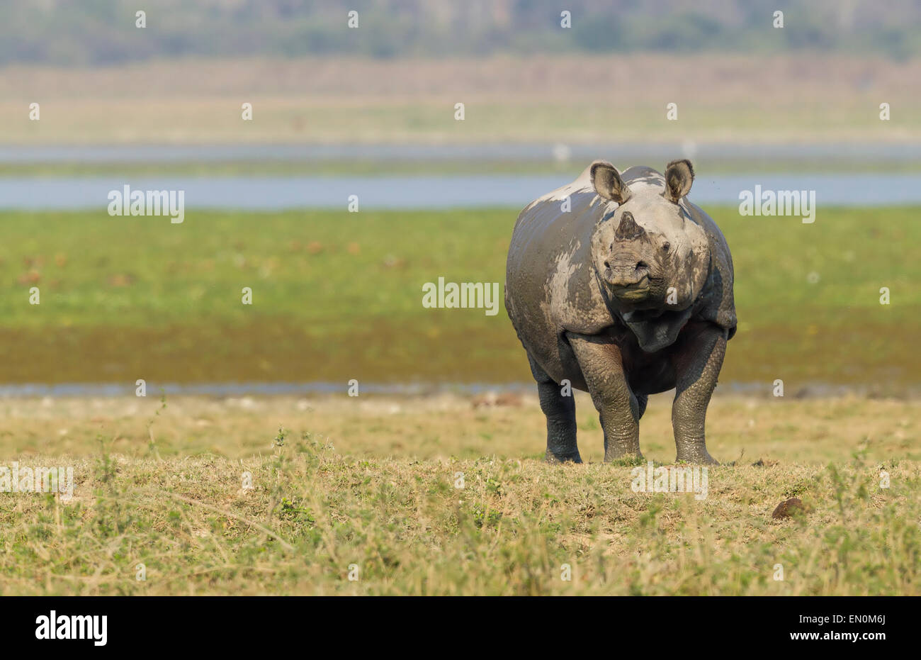 In via di estinzione di un corno di rinoceronte o rinoceronte unicornis presso il Parco Nazionale di Kaziranga, Assam in una prateria oltre l'acqua-corpo Foto Stock