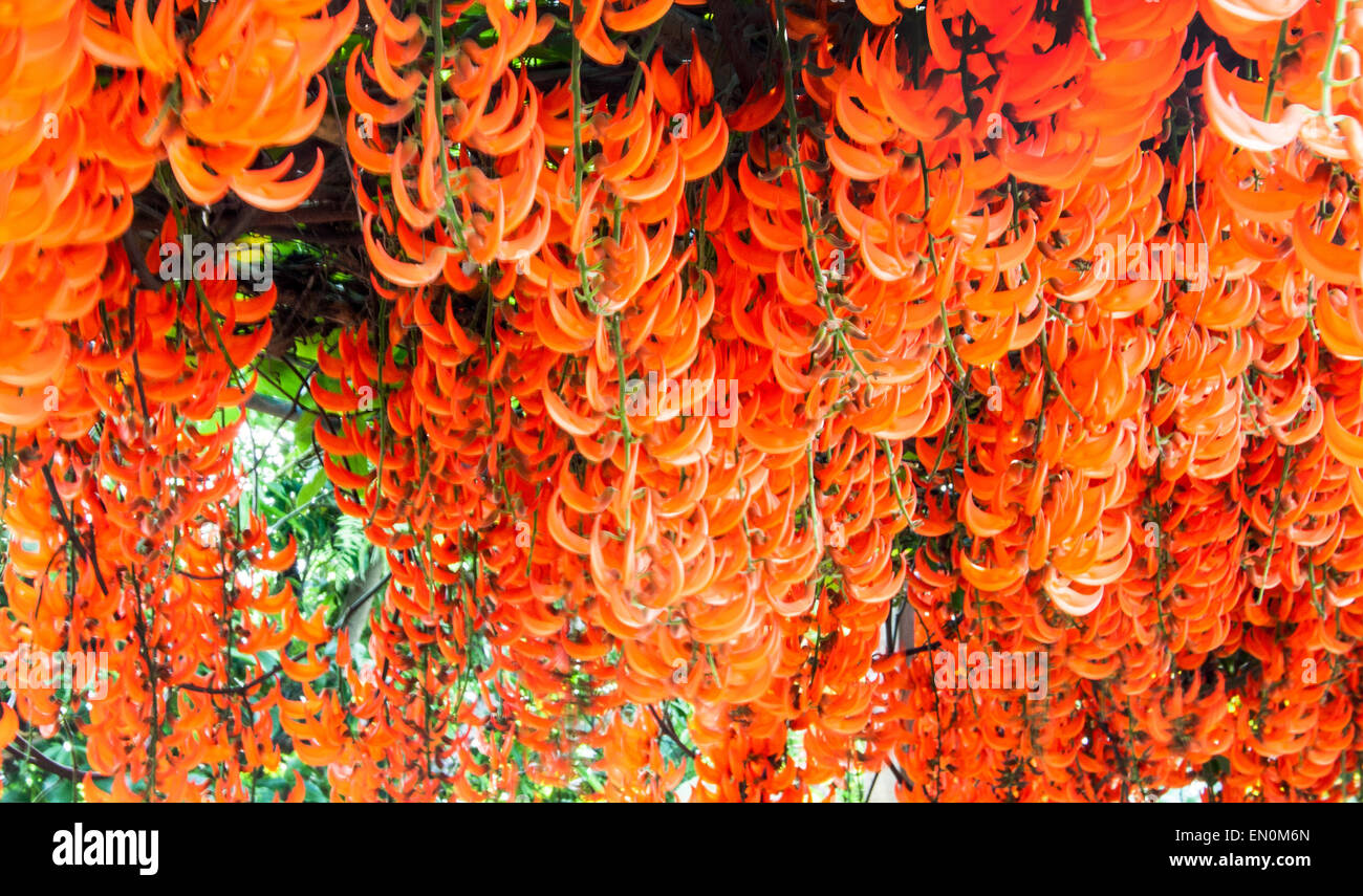 Close up Mucuna bennettii arancione fiore di edera Foto Stock