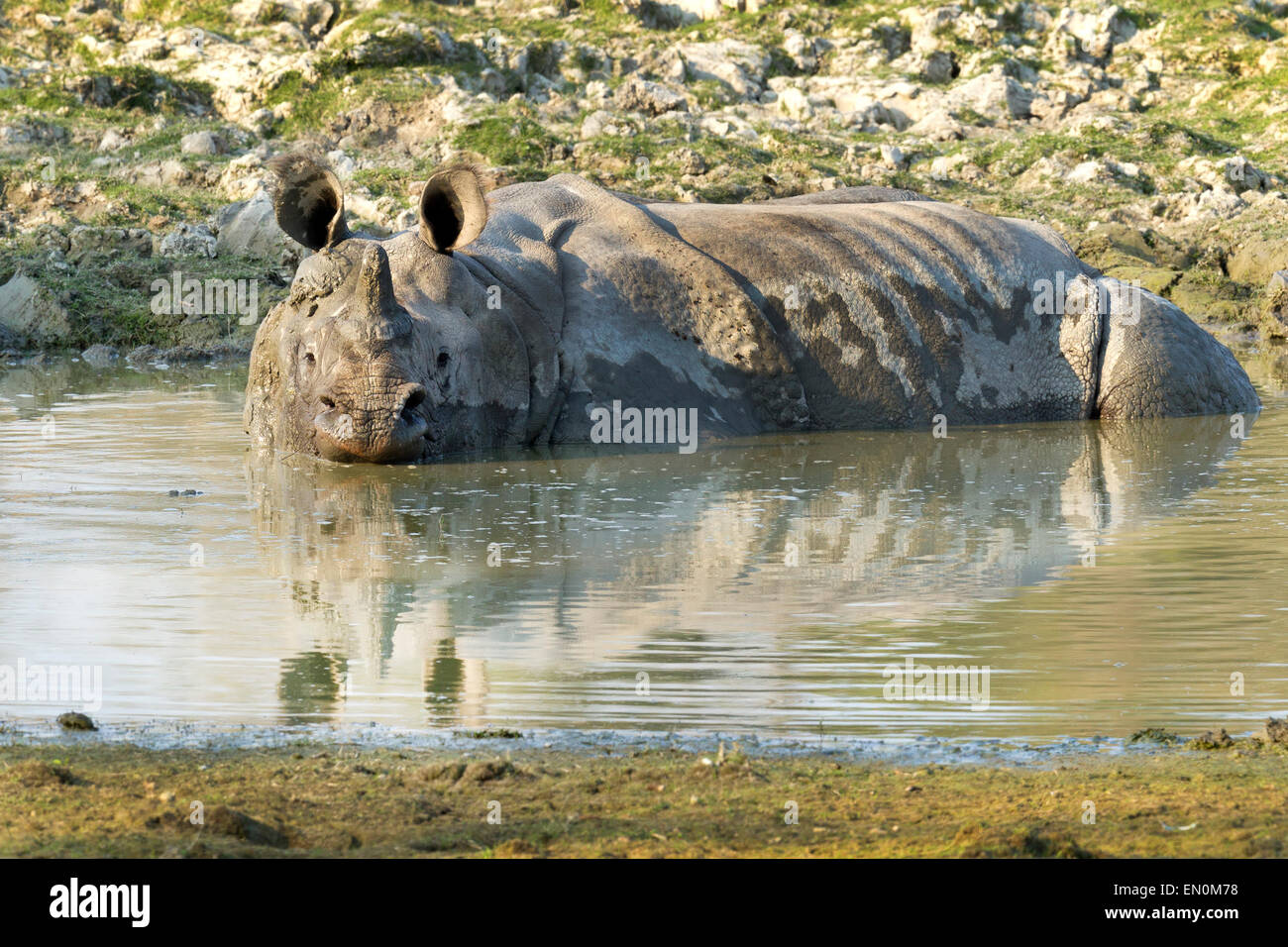 In via di estinzione di un corno di rinoceronte o rinoceronte unicornis presso il Parco Nazionale di Kaziranga, Assam in un corpo idrico. Foto Stock