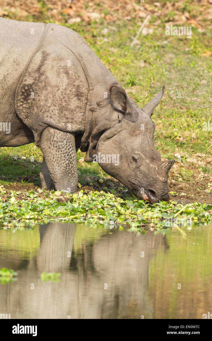 In via di estinzione di un corno di rinoceronte o rinoceronte unicornis presso il Parco Nazionale di Kaziranga, Assam. Foto Stock