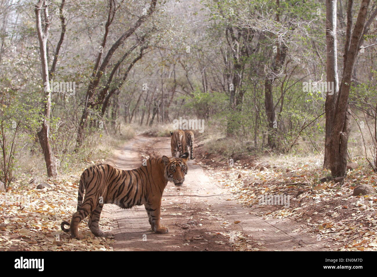 Tigre con i cuccioli su pista forestale di Ranthambhore National Park Foto Stock