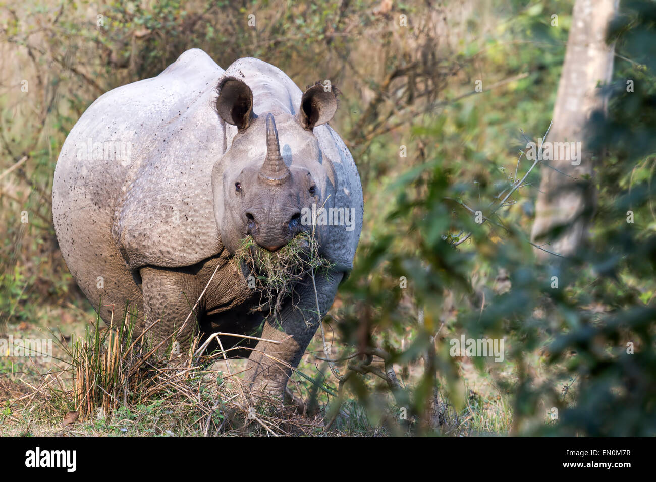 In via di estinzione di un corno di rinoceronte o rinoceronte unicornis presso il Parco Nazionale di Kaziranga, Assam, India Foto Stock