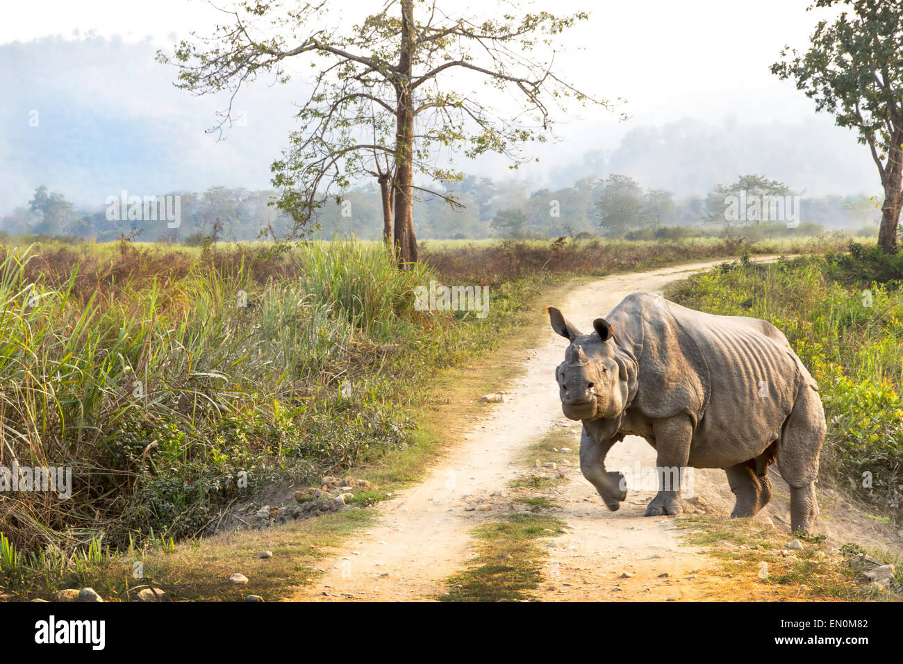 In via di estinzione di un corno di rinoceronte o rinoceronte unicornis attraversando la strada presso il Parco Nazionale di Kaziranga, Assam. Foto Stock