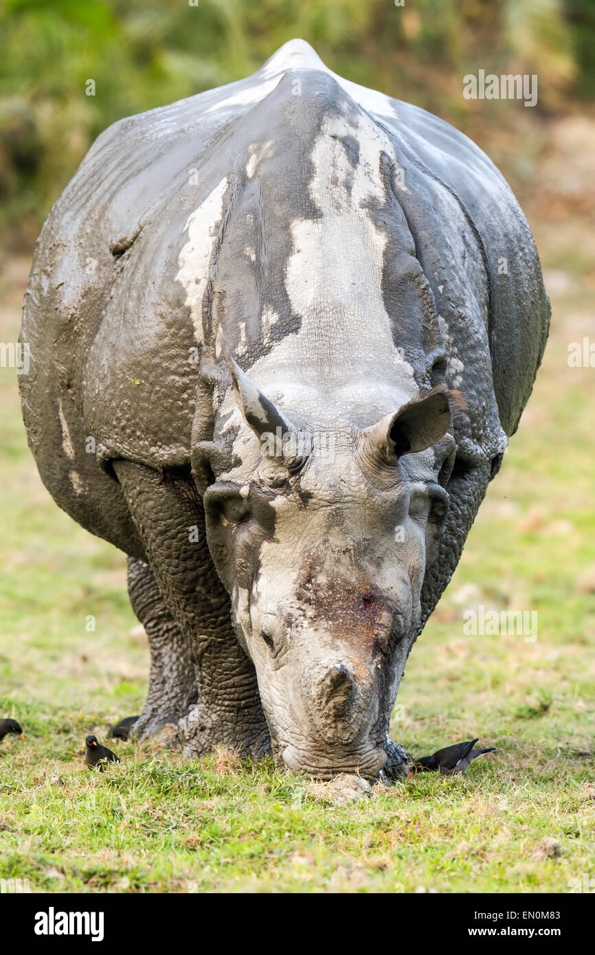 In via di estinzione di un corno di rinoceronte o rinoceronte unicornis presso il Parco Nazionale di Kaziranga, Assam. Foto Stock