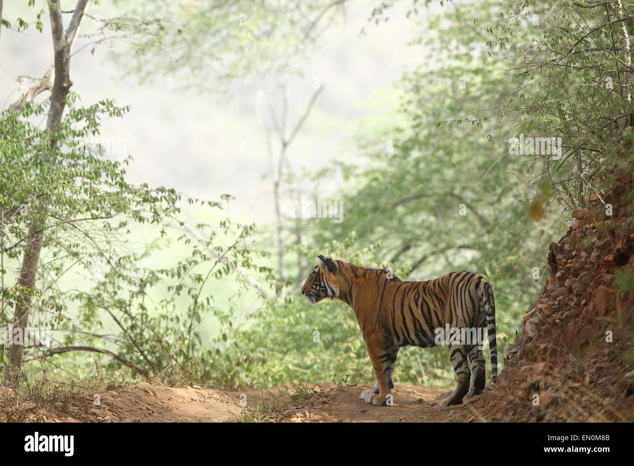 Tigre con i cuccioli su pista forestale di Ranthambhore National Park Foto Stock