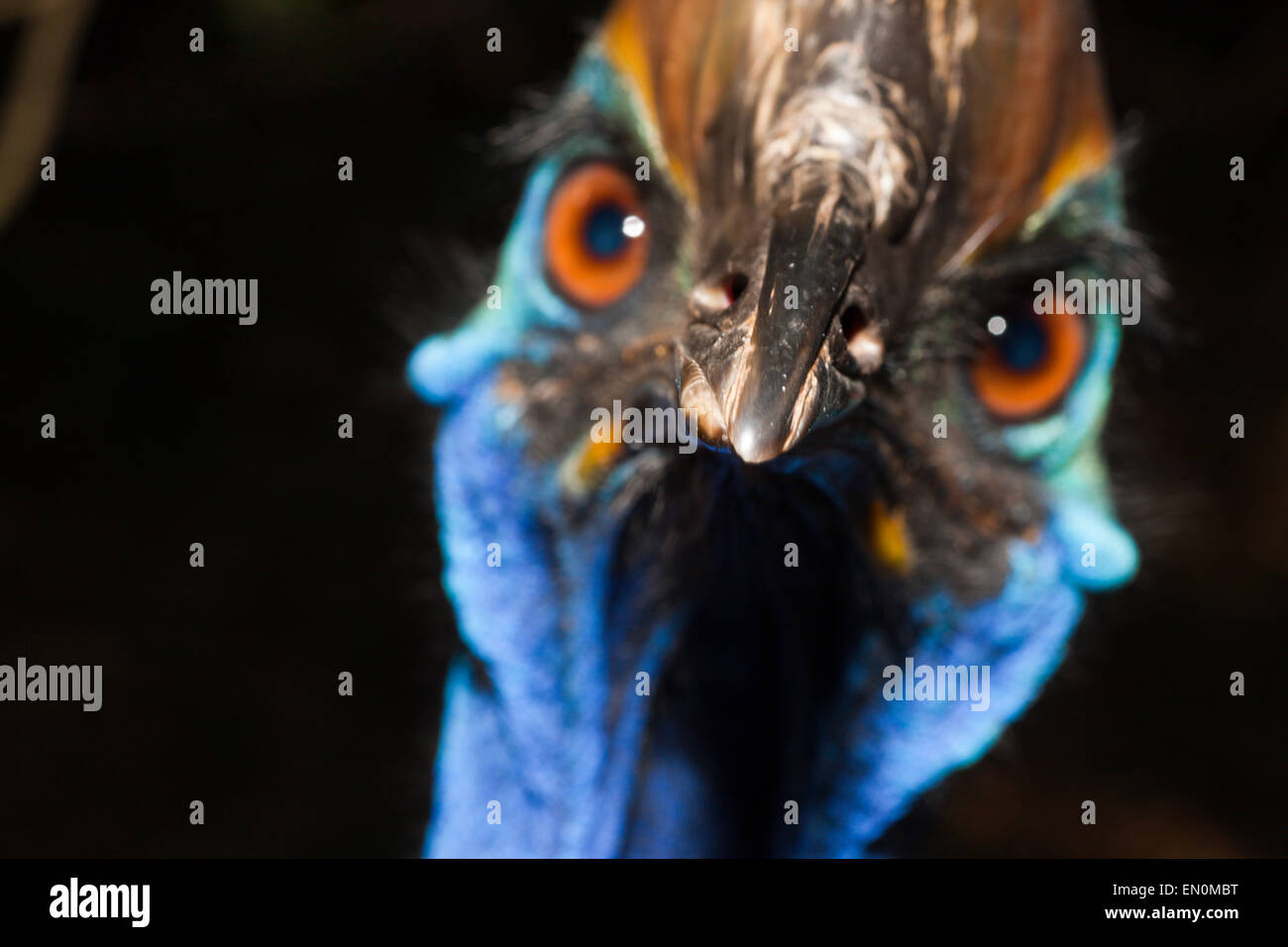 Sud, Casuario Casuarius casuarius, Queensland, Australia Foto Stock