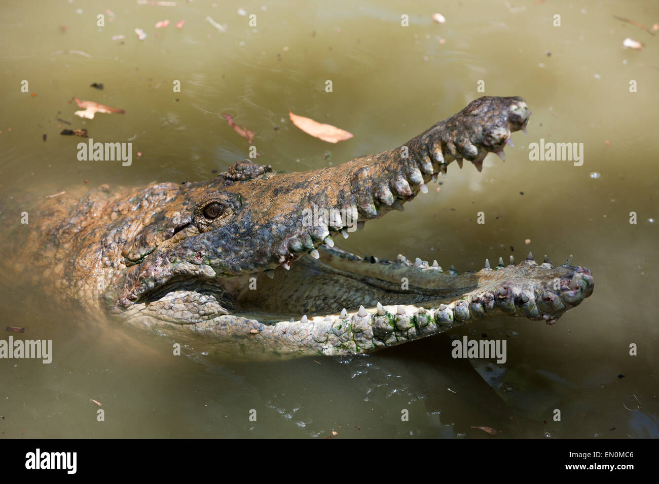 Coccodrillo di acqua dolce, Crocodylus johnstoni, Queensland, Australia Foto Stock