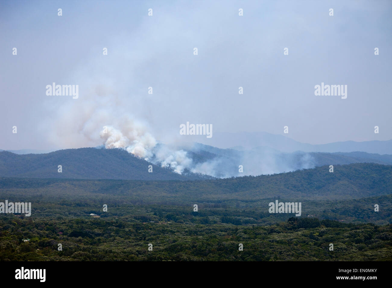 Bushfire nella Foresta Pluviale di Kuranda, Cairns, Australia Foto Stock