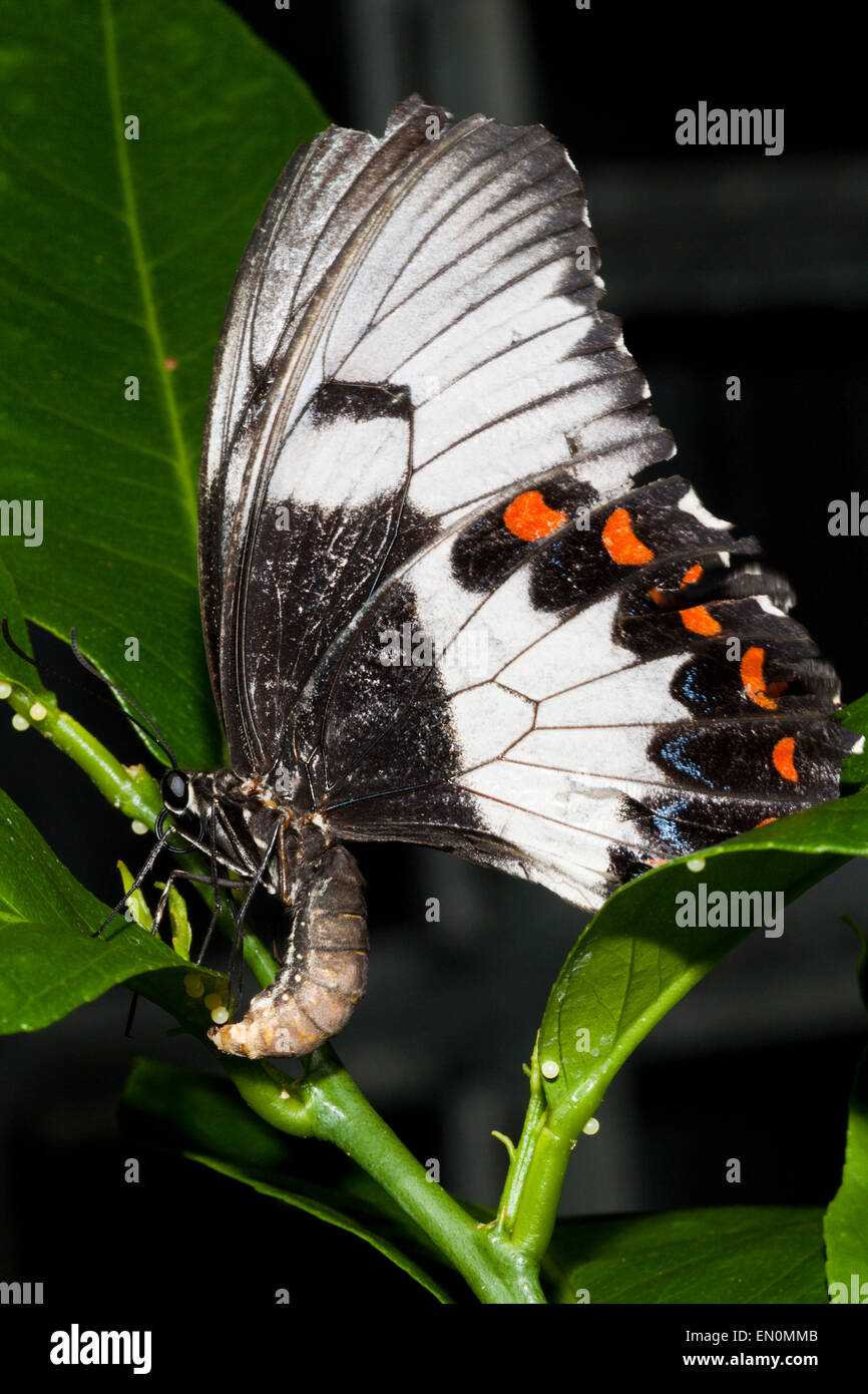 Frutteto femmina Butterfly Papilio aegeus aegeus, Queensland, Australia Foto Stock