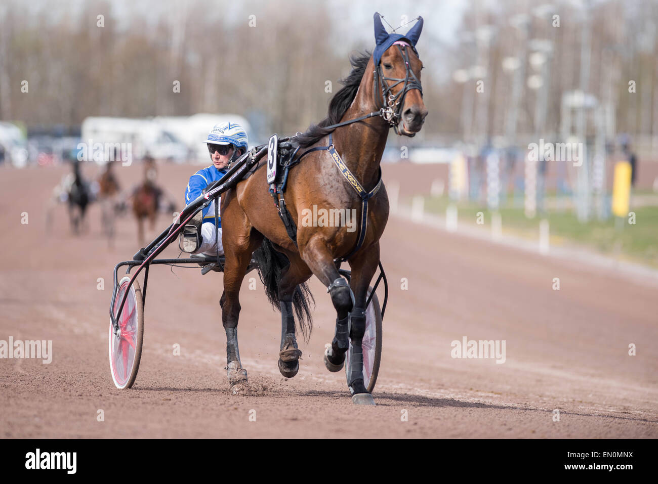 Cablaggio racing campione Jorma Kontio prepara un cavallo a Mantorp race course Foto Stock