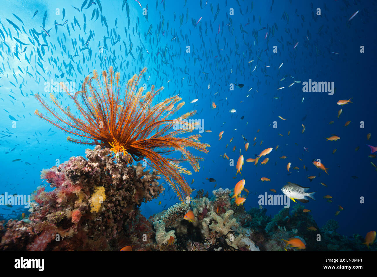 Scena sulla barriera corallina con crinoide e pesci, della Grande Barriera Corallina, Australia Foto Stock