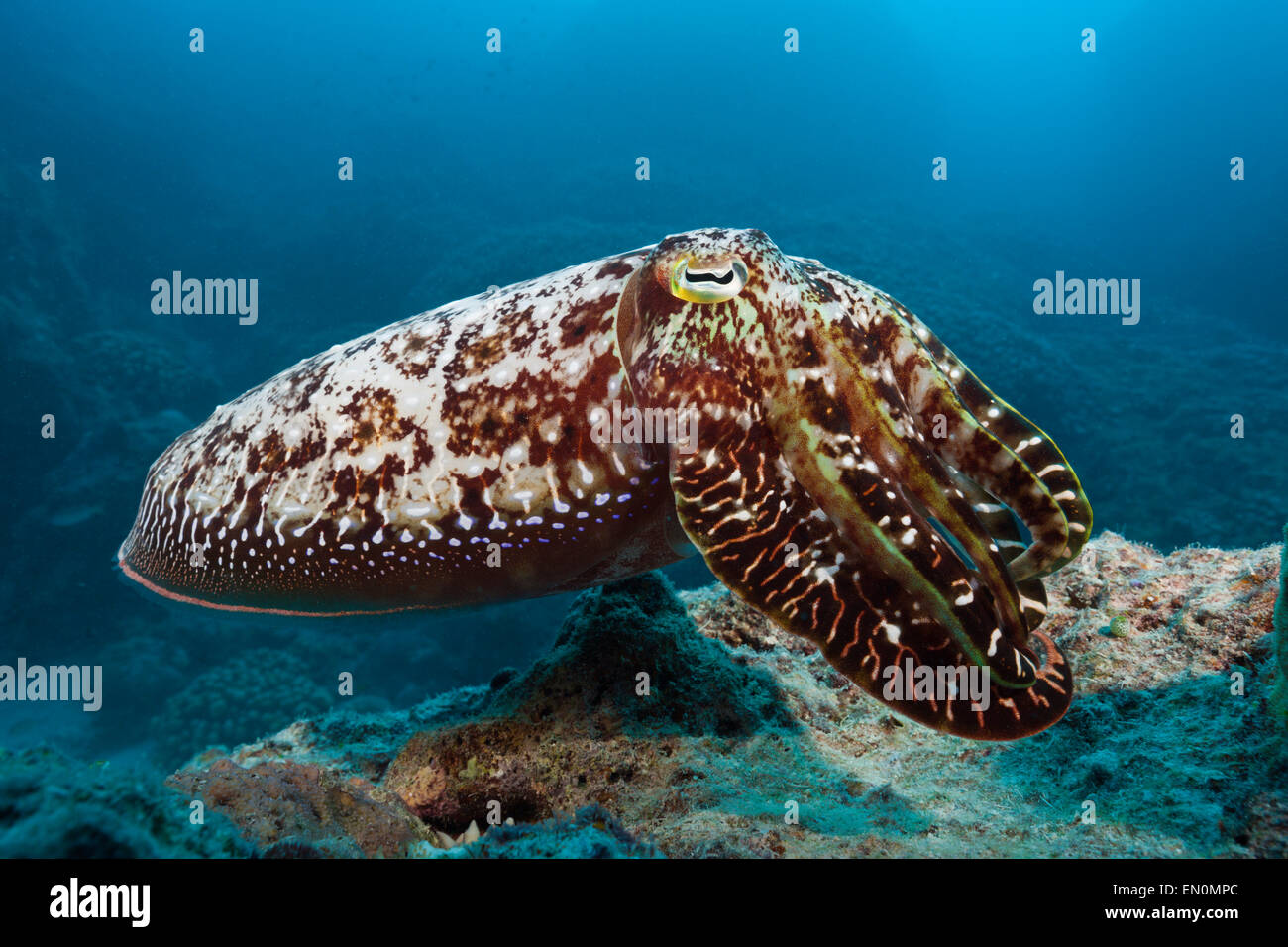 Broadclub Le Seppie Sepia latimanus, della Grande Barriera Corallina, Australia Foto Stock