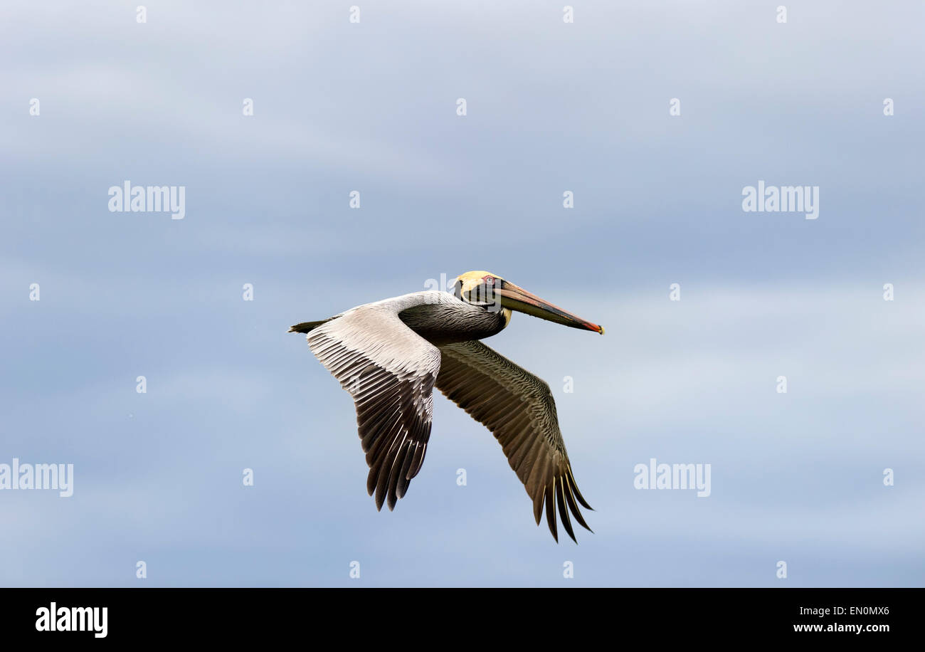 Un colorato costa del Pacifico pelican è volare circondato da un cielo blu. Foto Stock