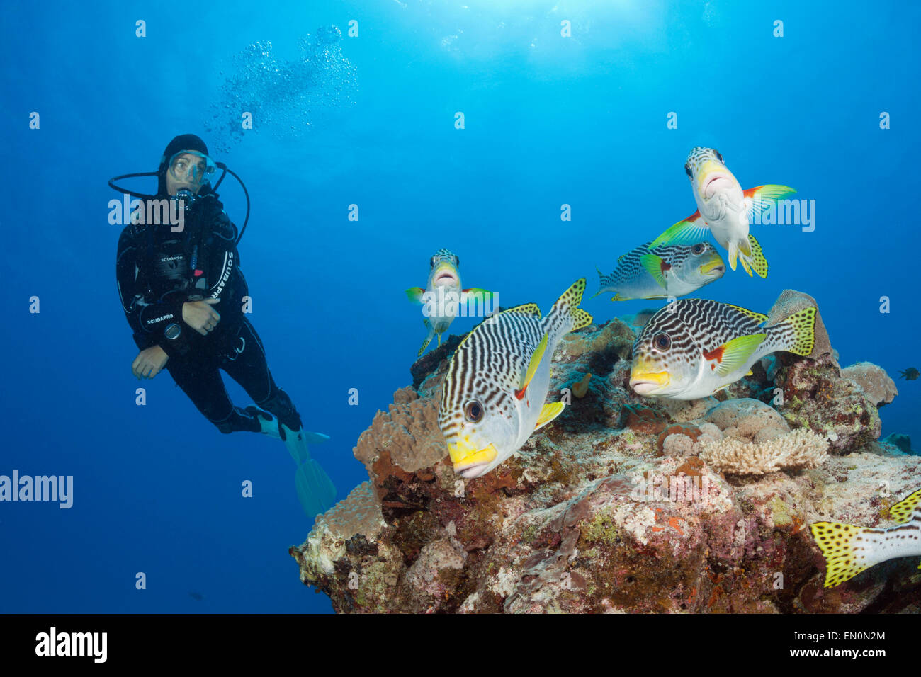 Scuba Diver e diagonal-Sweetlips nastrati, Plectorhinchus lineatus, della Grande Barriera Corallina, Australia Foto Stock