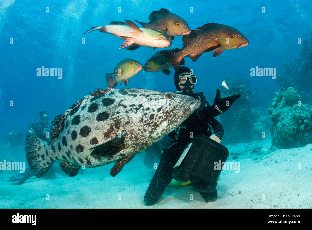 Potato Cod alimentazione, Epinephelus tukula, foro di merluzzo, della Grande Barriera Corallina, Australia Foto Stock