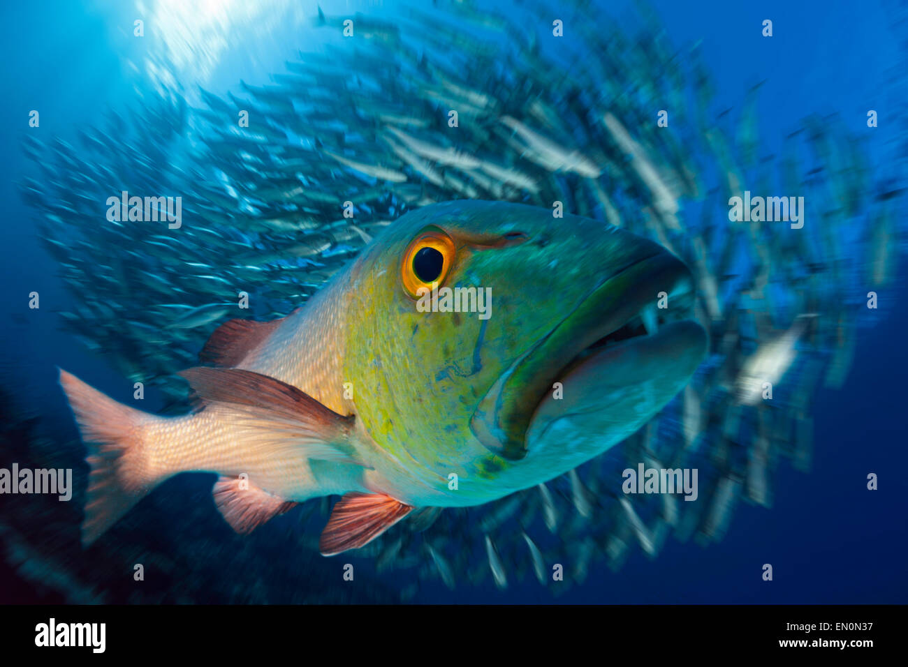 Red Snapper, Lutjanus bohar, della Grande Barriera Corallina, Australia Foto Stock