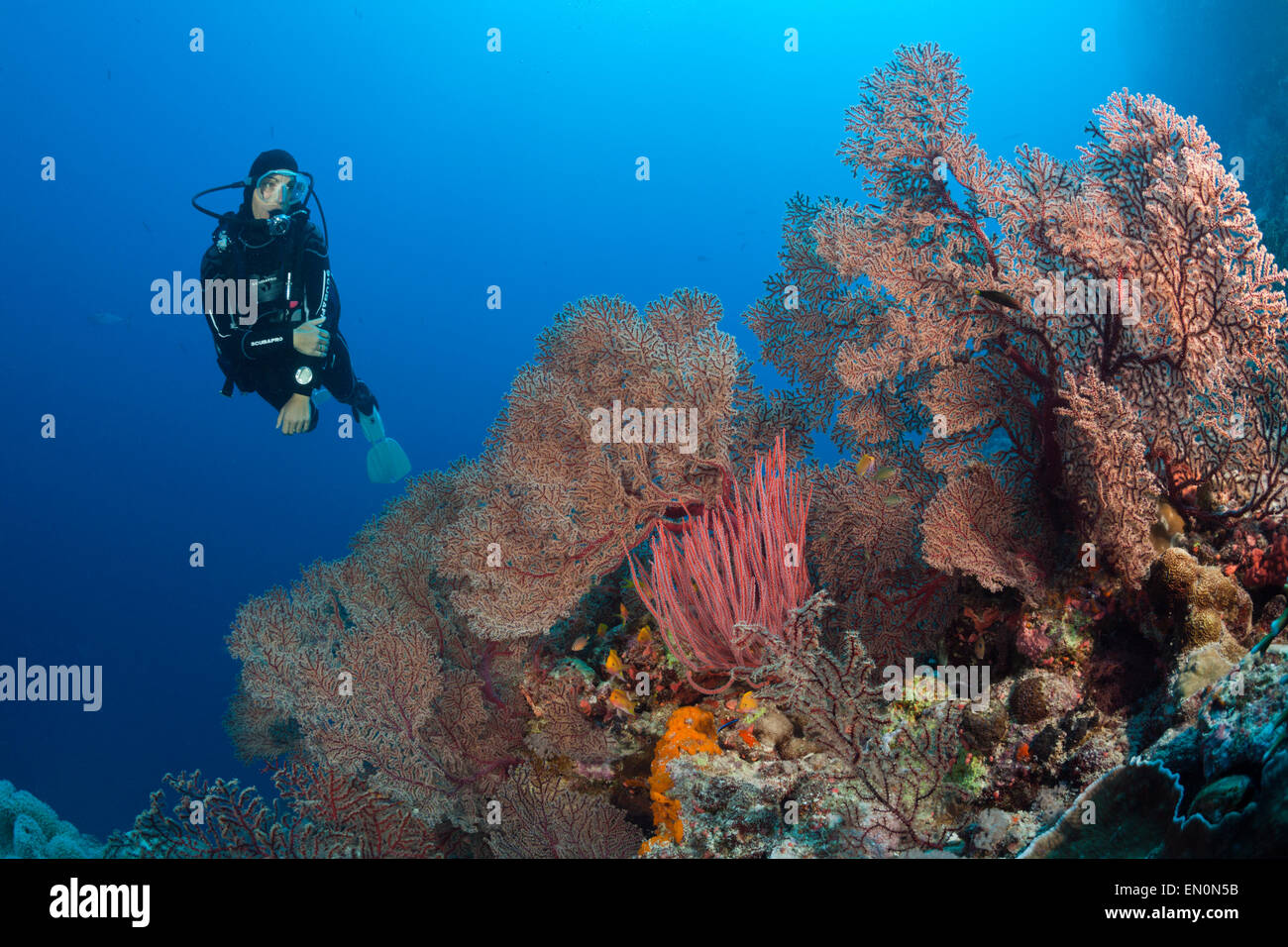 Scuba Diver sulla barriera corallina, Osprey Reef, Coral Sea, Australia Foto Stock