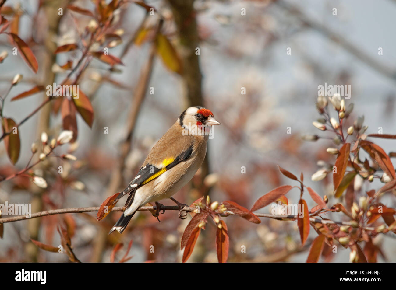 Cardellino si appollaia in fioritura ornamentali in ciliegio Foto Stock