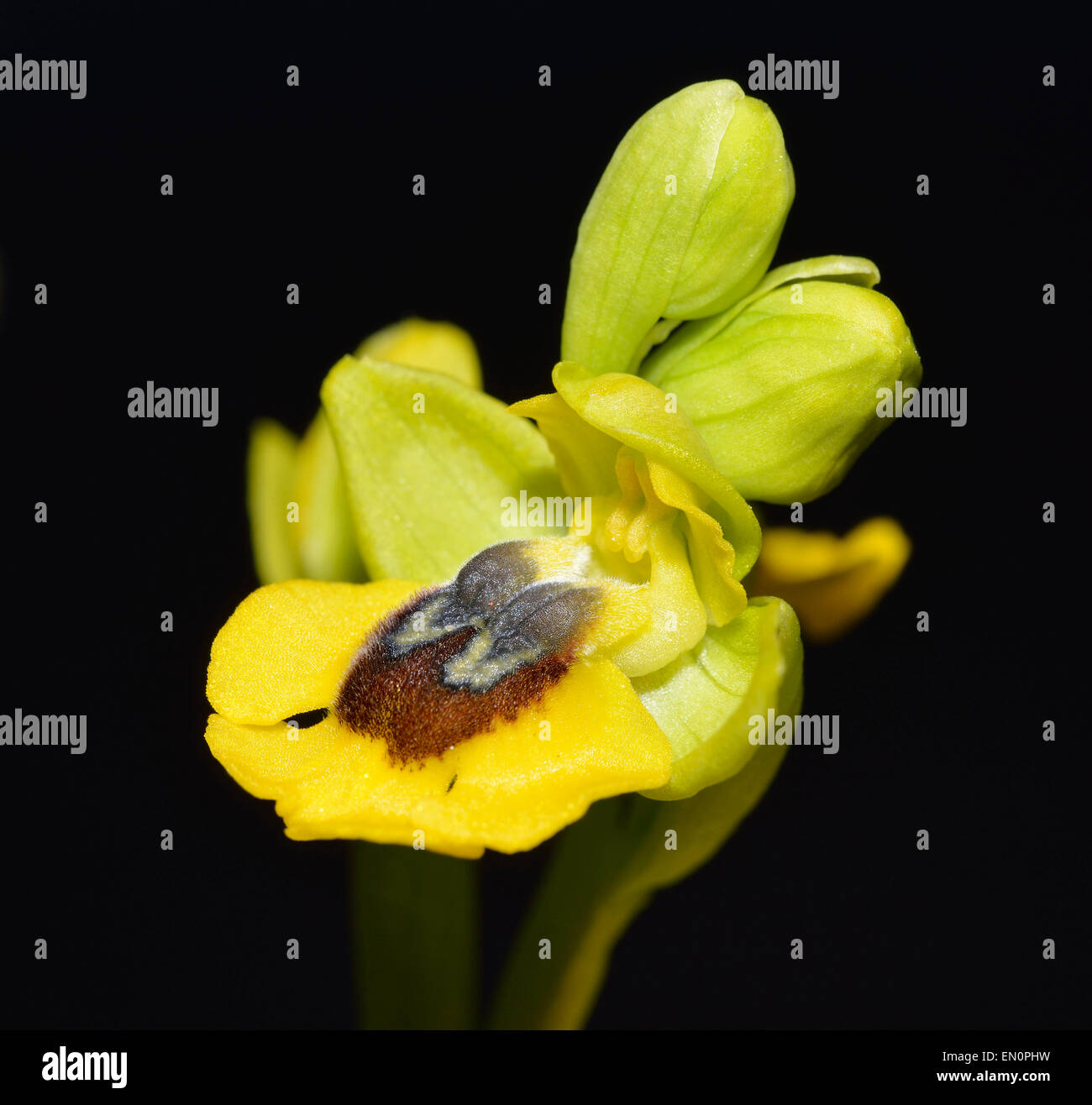 Yellow Bee Orchid - Ophrys lutea contro uno sfondo scuro Foto Stock