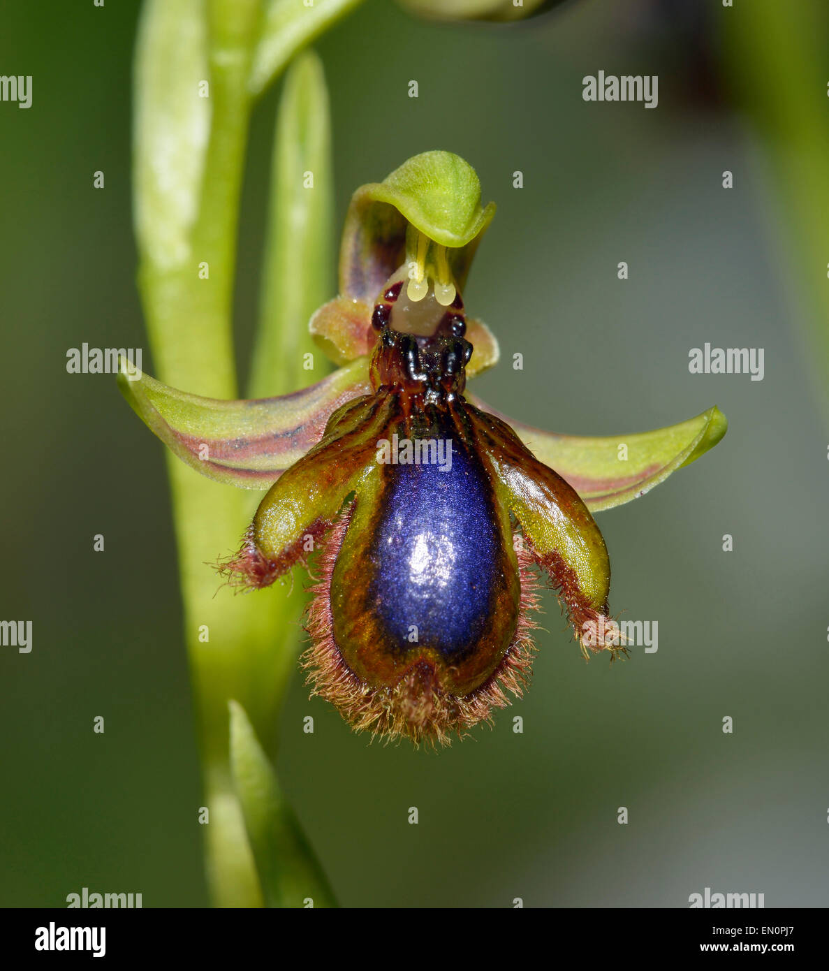 Specchio - Orchidee Ophrys speculum dal Mediterraneo Foto Stock