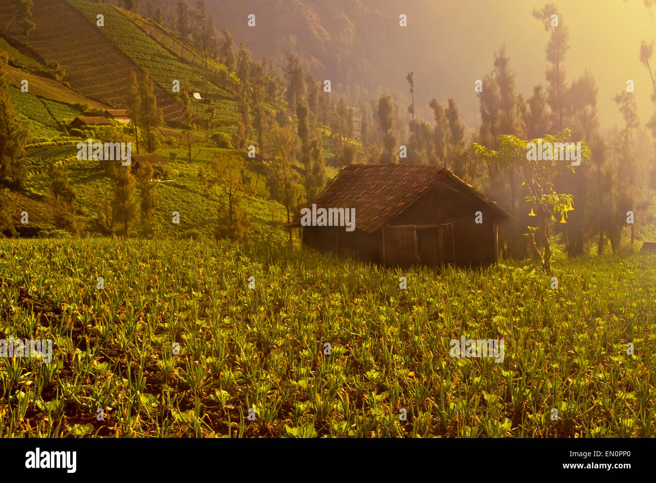Eco-farm con piccola casa. Cemoro Lawang, Java Orientale, Indonesia. Foto Stock