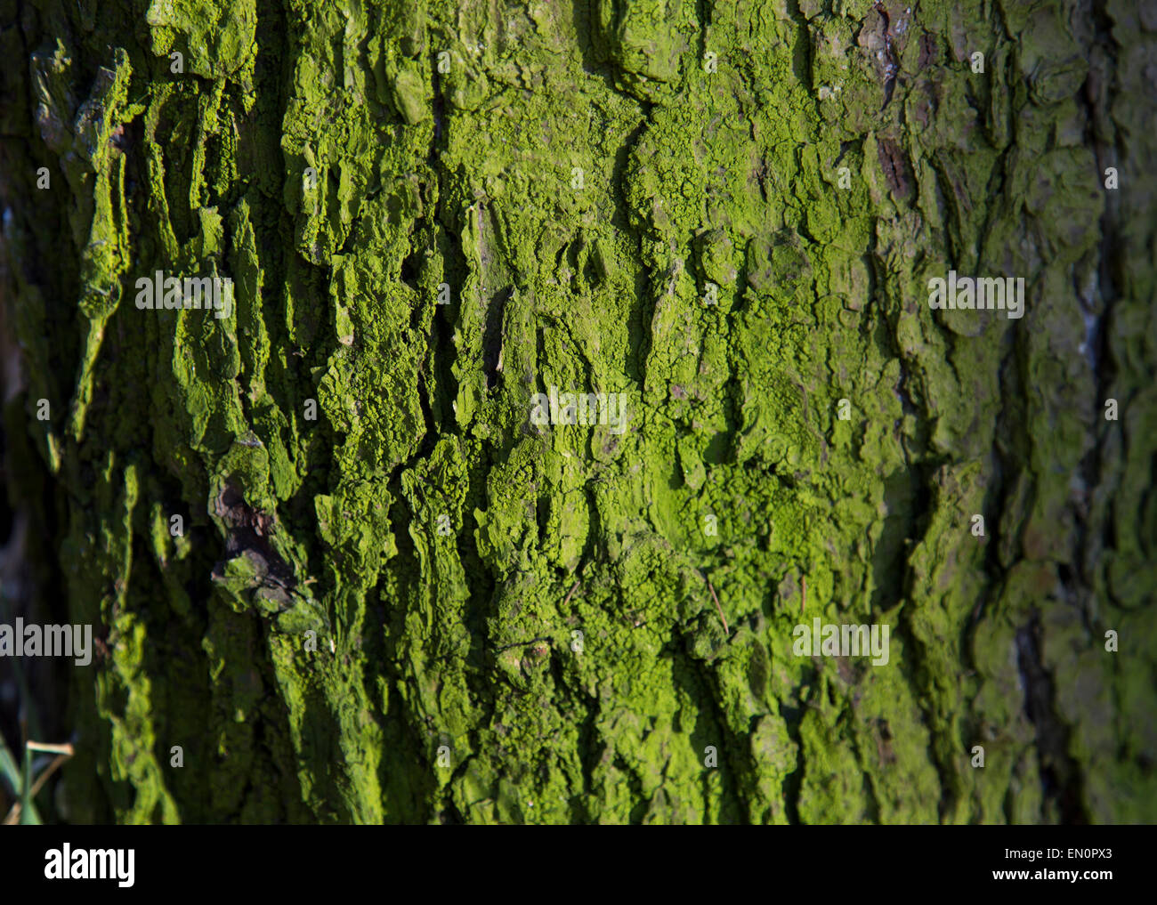 Mossy tronco di albero nella foresta Foto Stock