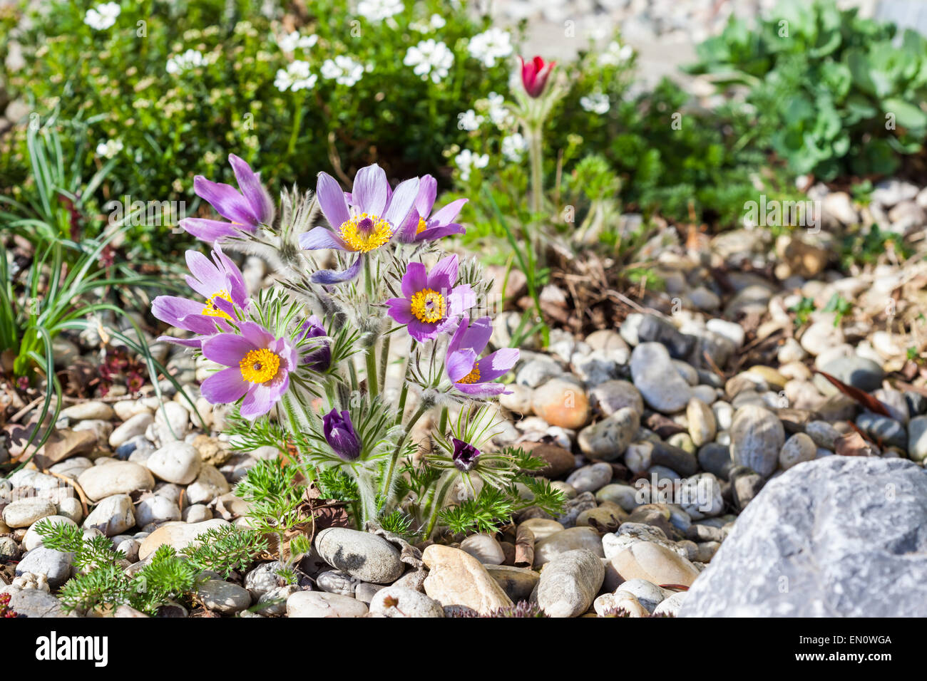 Il giardino di pietra con "pasque flower Foto Stock