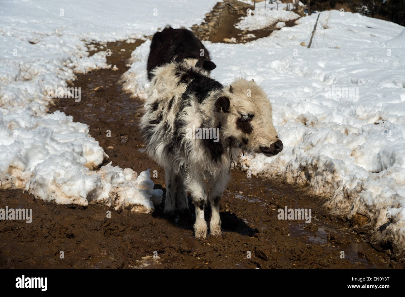 Due ibridi di yak (dzos) su un sentiero innevato in Himalaya. dzo è un ibrido di yak e bovini domestici. Foto Stock