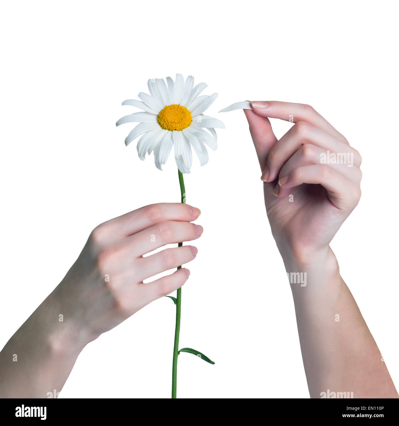 Donna congetture su un fiore di camomilla. Gir lacrime off petali di dai Foto Stock