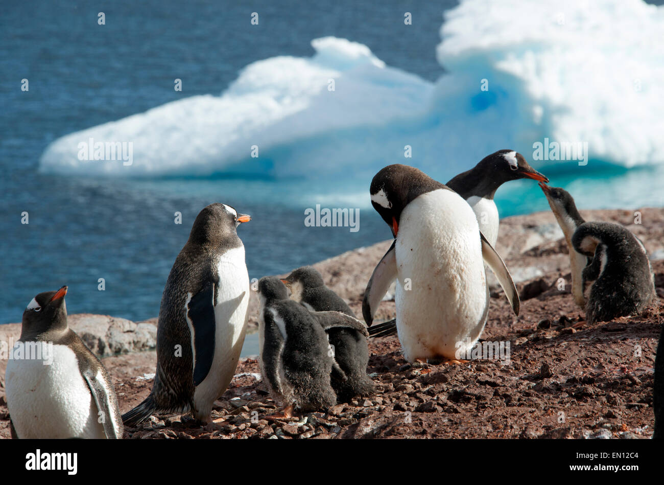 Adulto pinguini Gentoo con pulcini de Cuverville Island Antartico peninsulare Antartide Foto Stock