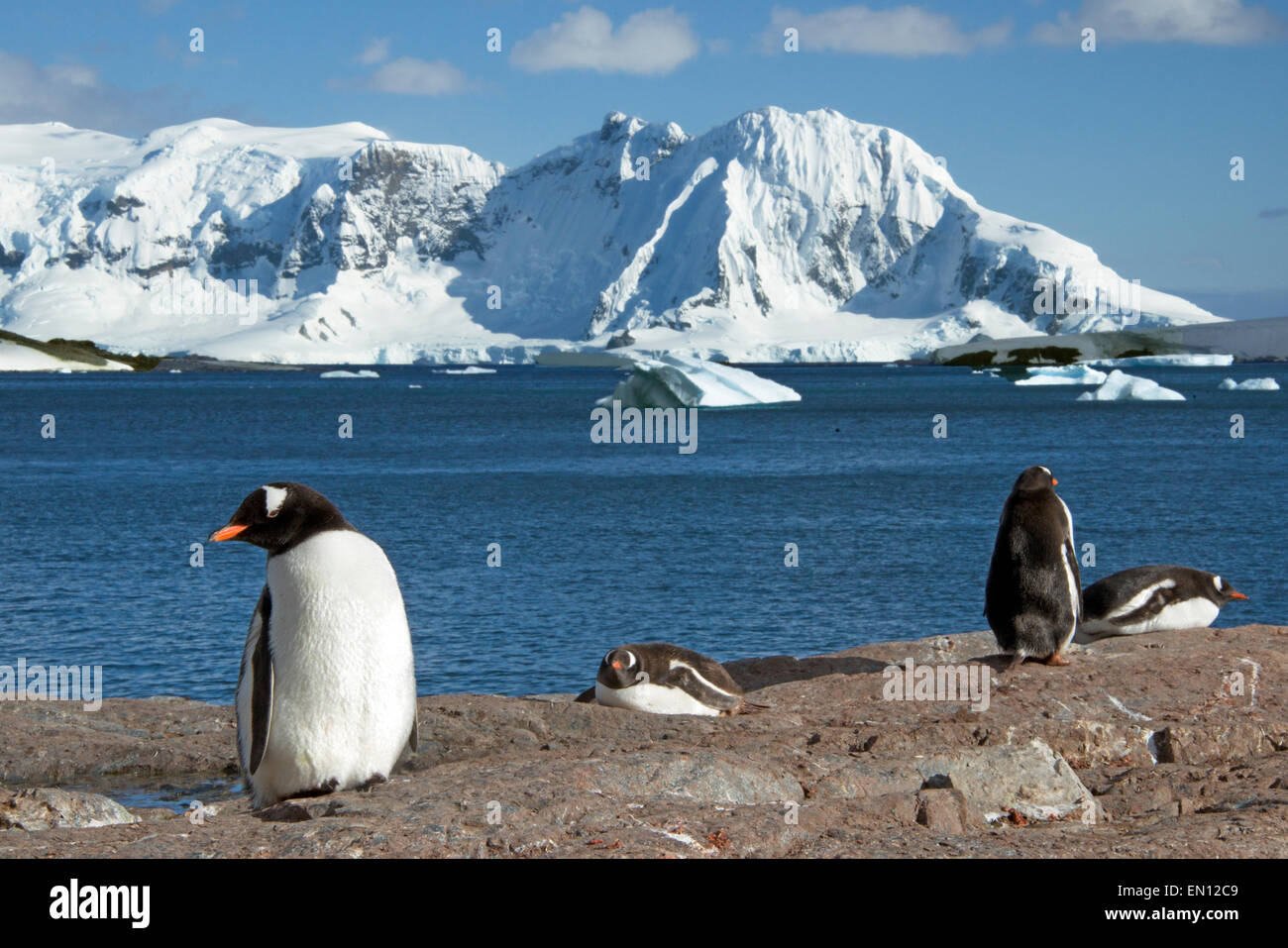 Quattro pinguini Gentoo de Cuverville Island con Anver isola nel contesto della Penisola Antartica Antartide Foto Stock