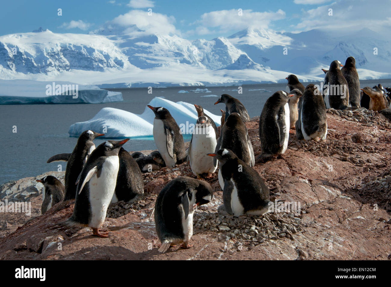 Gentoo colonia di pinguini de Cuverville Island Antartico peninsulare Antartide Foto Stock