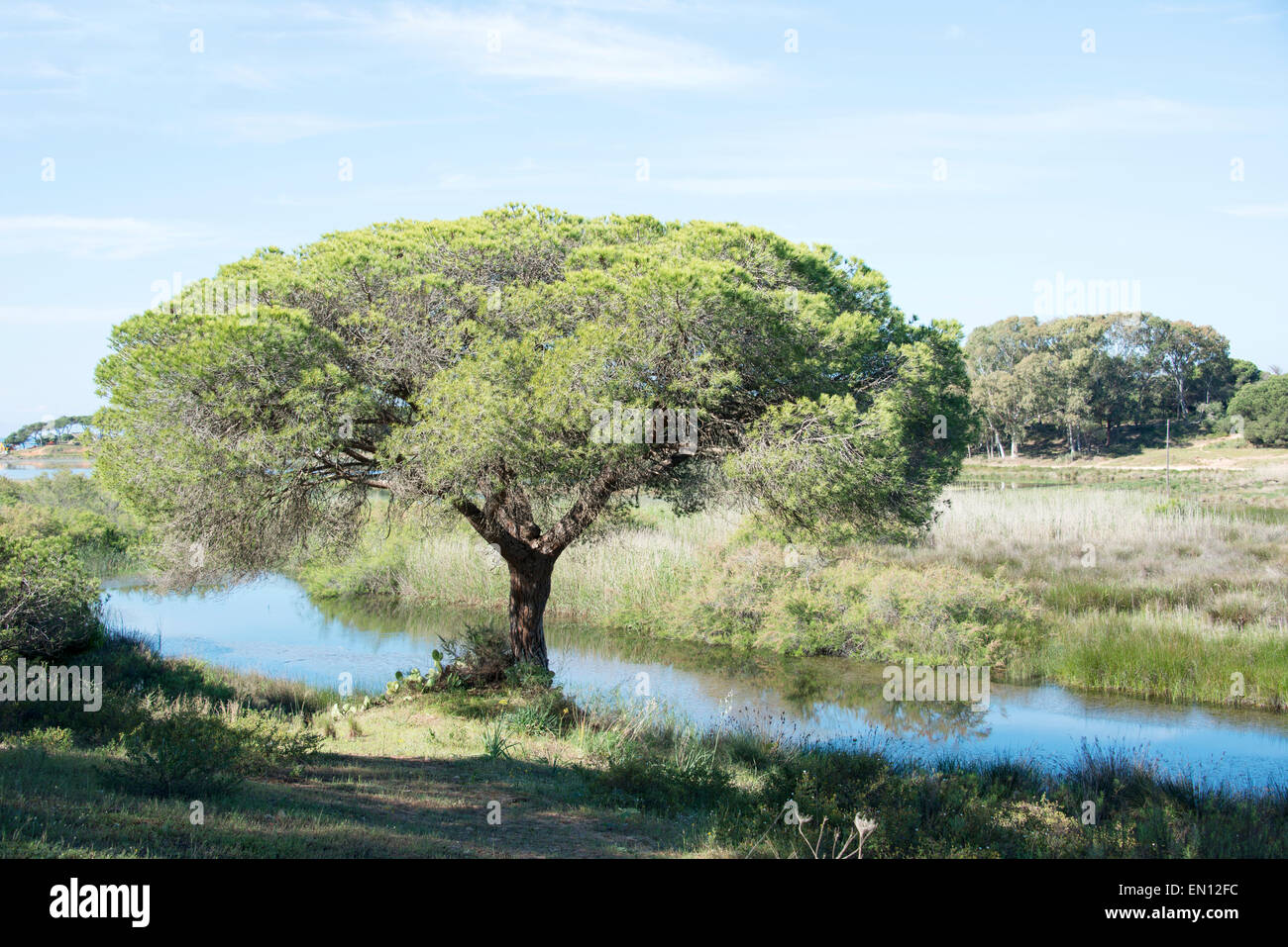 Big Pine Tree sulla strada di sabbia nella zona del Portogallo Algarve con il Cielo di estate blu in area natura forte sante Foto Stock