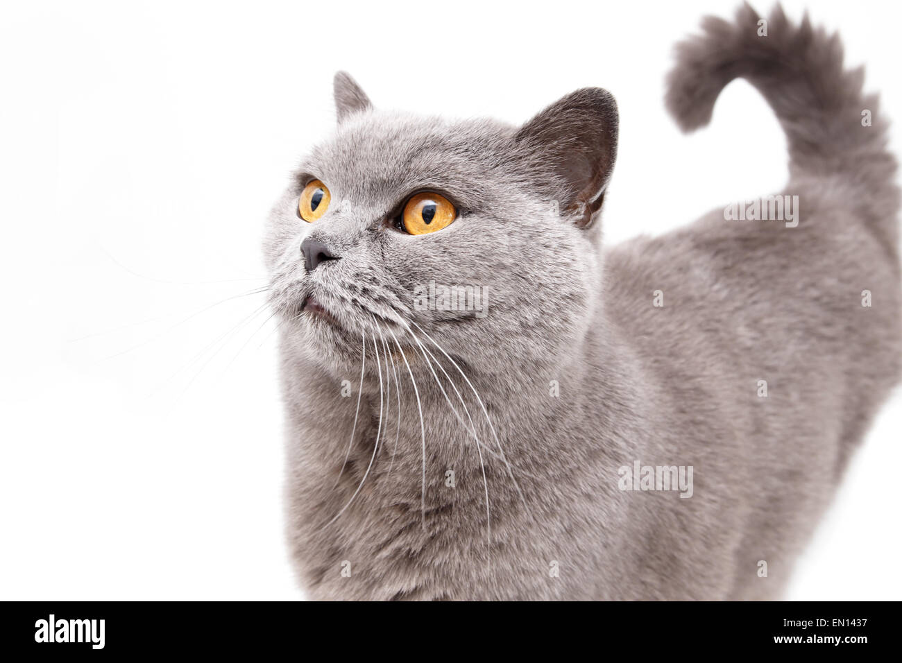 Ritratto di un grigio Britannico gatto isolati su sfondo bianco Foto Stock