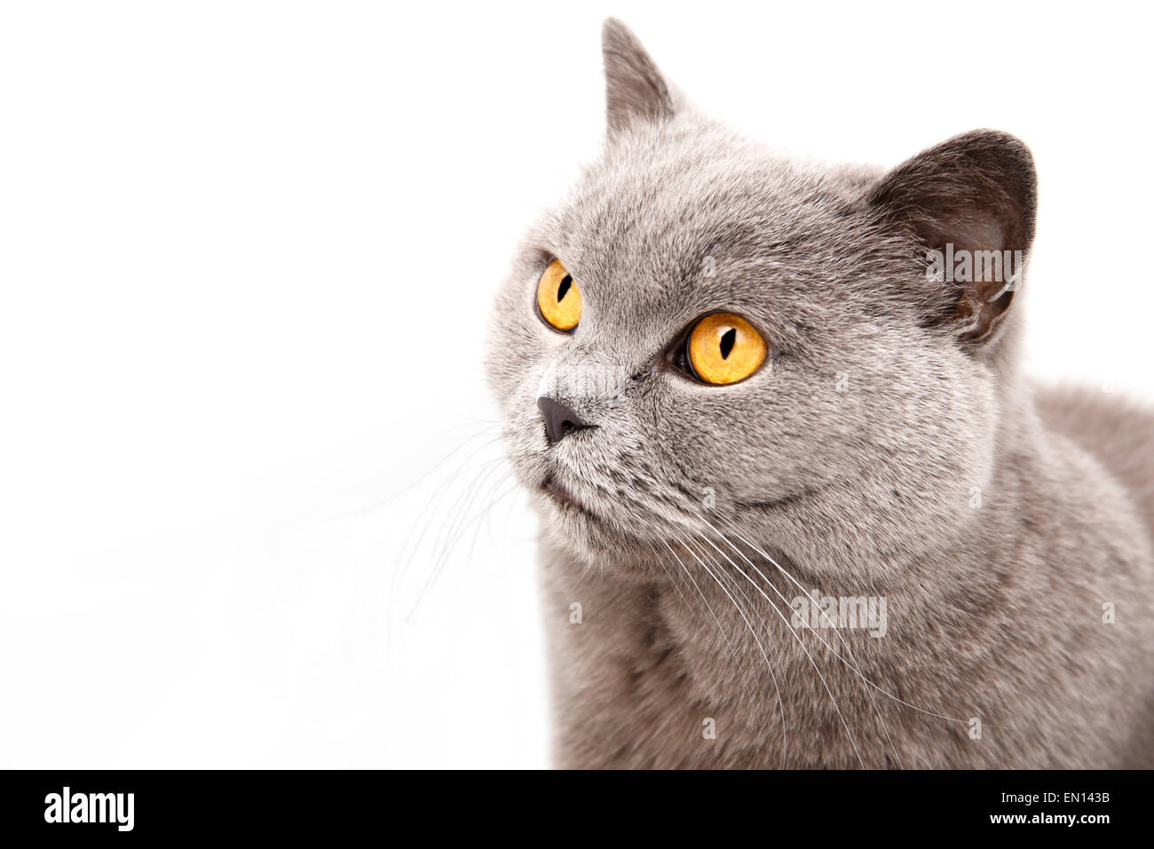 Ritratto di un grigio Britannico gatto isolati su sfondo bianco Foto Stock