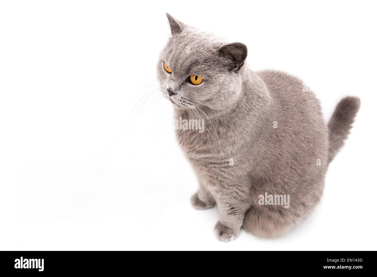 Ritratto di un grigio Britannico gatto isolati su sfondo bianco Foto Stock