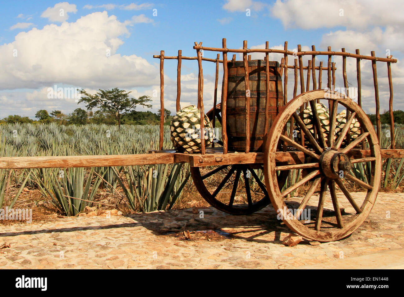 Vecchio rimorchio messicano di fronte agave blu plantation Foto Stock