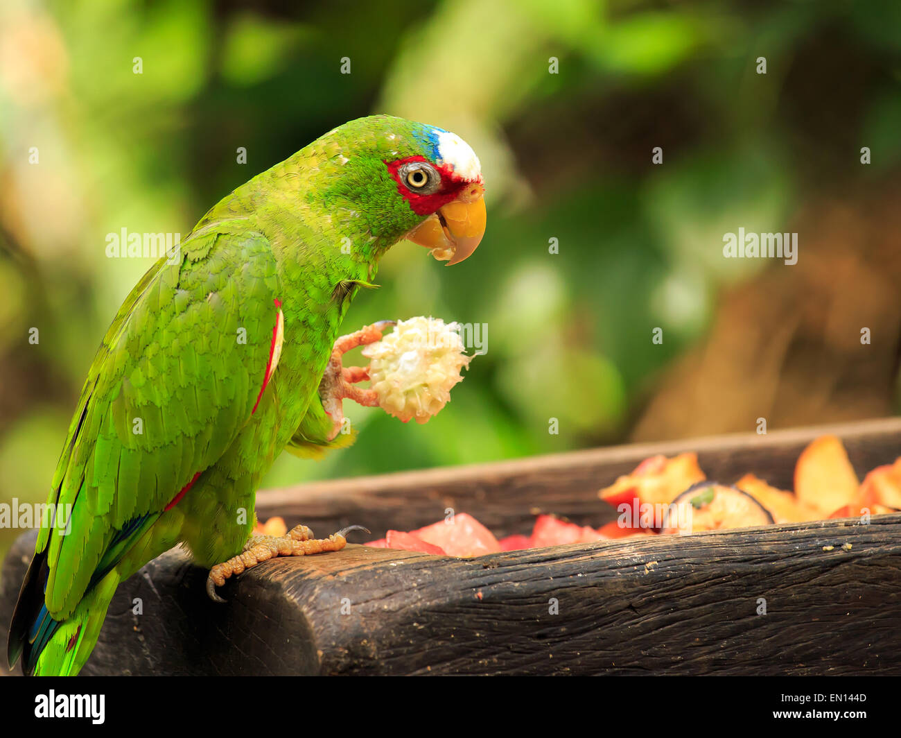 Ritratto di colorato di bianco pappagallo fronteggiata in Messico Foto Stock