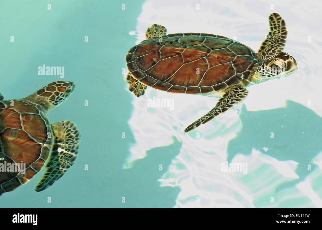 In pericolo di estinzione tartarughe messicano in acqua turchese Foto Stock