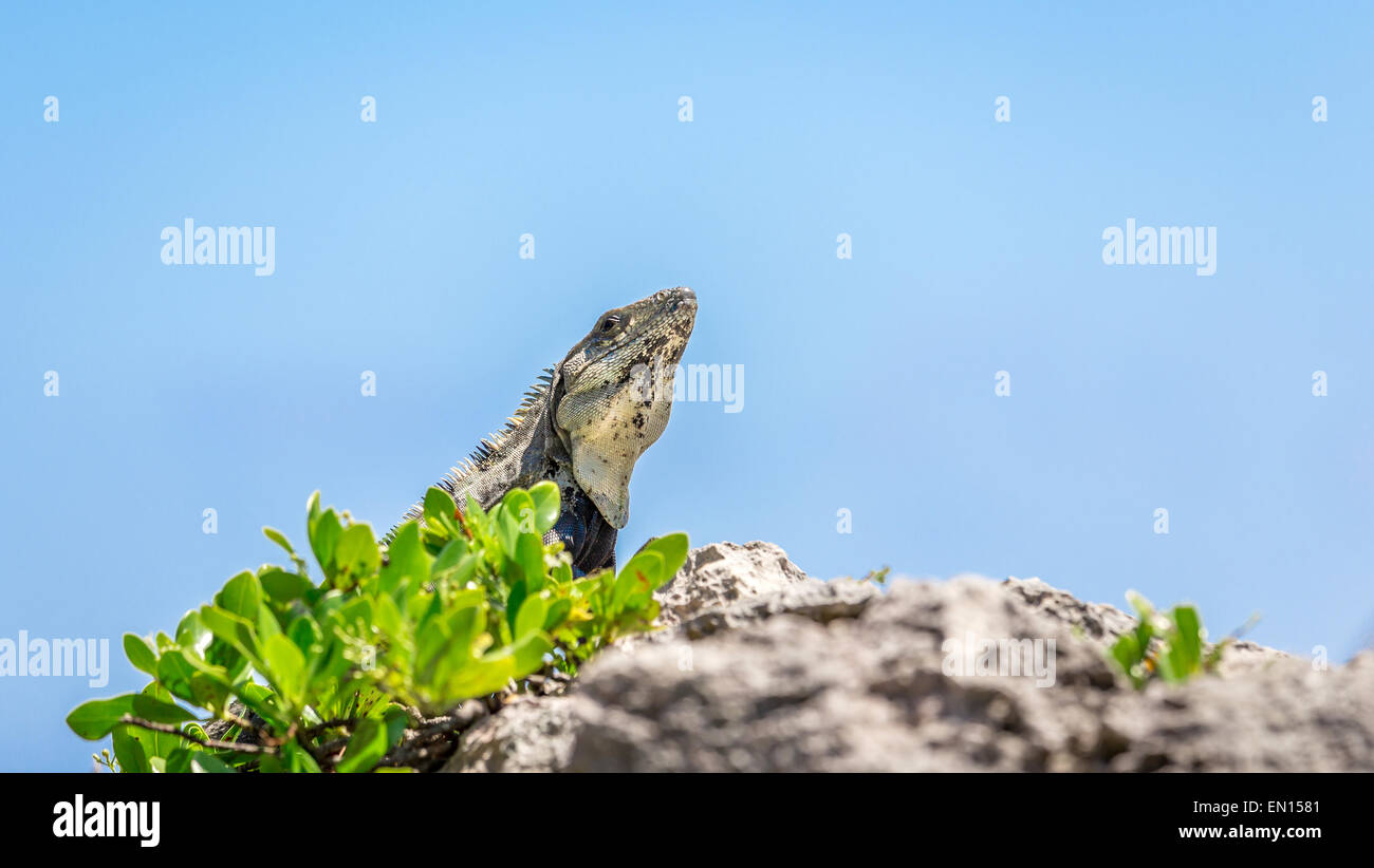 Primo piano di Iguana in appoggio su di una roccia sulla costa messicana Foto Stock