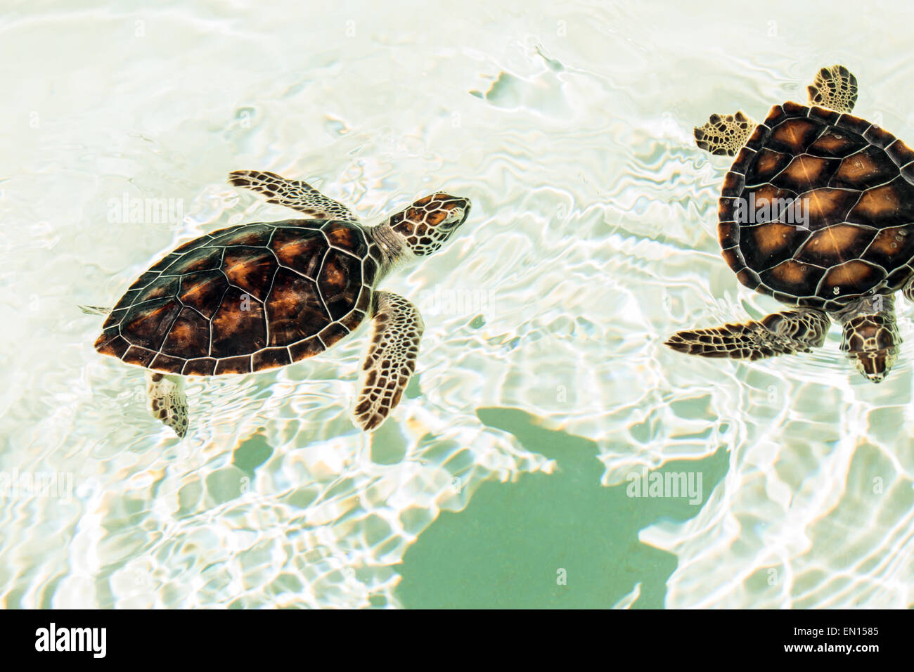 Carino in pericolo le tartarughe Baby nuoto in acque cristalline Foto Stock