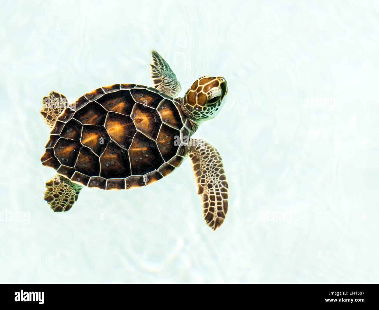 Carino minacciate tartaruga Baby nuoto in acque cristalline Foto Stock