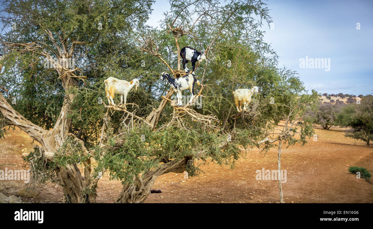 Caprini alimentazione su alberi di argan in Marocco Foto Stock